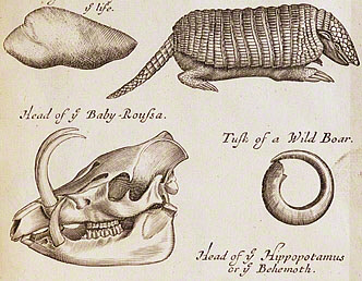 Musaeum Regalis Societatis, or a Catalogue and Description