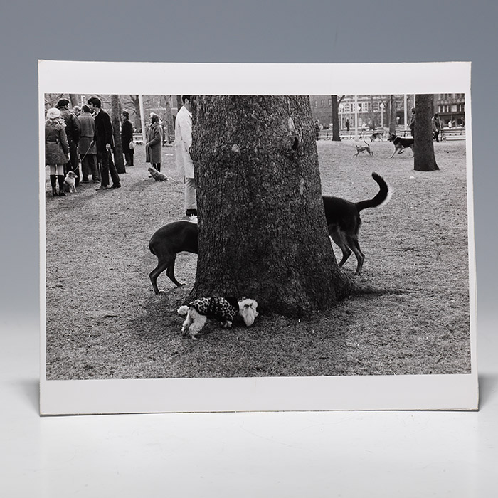 Photographic print of dogs surrounding tree