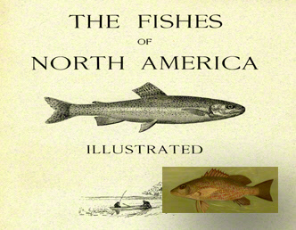 Fishes of North America